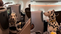 Watch: Dalmatian Enjoys Business-Class Flight From Singapore To Tokyo, Internet Reacts