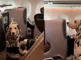 Watch: Dalmatian Enjoys Business-Class Flight From Singapore To Tokyo, Internet Reacts Watch: Dalmatian Enjoys Business-Class Flight From Singapore To Tokyo, Internet Reacts