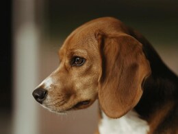 Humans May Not Be Good At Understanding Dog's Emotions: Study Humans May Not Be Good At Understanding Dog's Emotions: Study