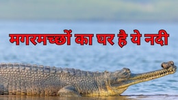 चंबल को कहा जाता है मगरमच्छों और घड़ियालों का घर ! किनारे जाने से भी डरते हैं लोग! हड्डियां मिलना हो जाता मुश्किल