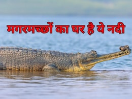 चंबल को कहा जाता है मगरमच्छों और घड़ियालों का घर ! किनारे जाने से भी डरते हैं लोग! हड्डियां मिलना हो जाता मुश्किल चंबल को कहा जाता है मगरमच्छों और घड़ियालों का घर ! किनारे जाने से भी डरते हैं लोग! हड्डियां मिलना हो जाता मुश्किल