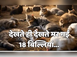 देश में पहली बार पालतू बिल्लियों में ‘बर्ड फ्लू’, 18 की मौत, MP के इस शहर में 30 दिन तक नहीं बिकेगा नॉनवेज