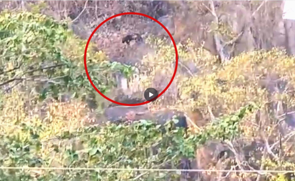 राजनांदगांव में दिखा दुर्लभ ब्लैक पैंथर, मूवमेंट देखकर दहशत में लोग, देखें वीडियो