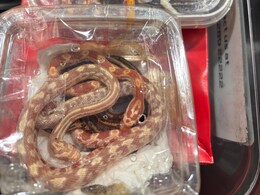 जयपुर एयरपोर्ट पर मिले सांप, बिच्छू, मकड़ियों भरे डिब्बे, बैंकॉक से आई फ्लाइट के दो पैसेंजर हिरासत में