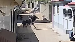 Video: Elderly Man Flung 7-Foot In Air By Bull In Gujarat
