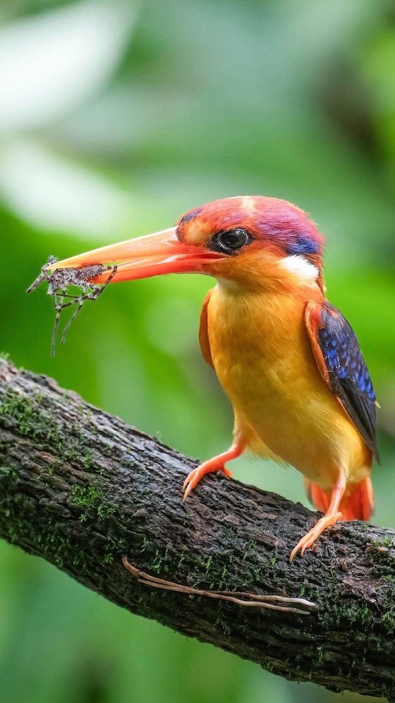 Meet Oriental Dwarf Kingfisher: Jewel Of Indian Rainforests