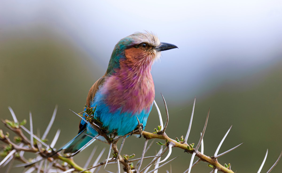 Photo: iStock Photo: iStock