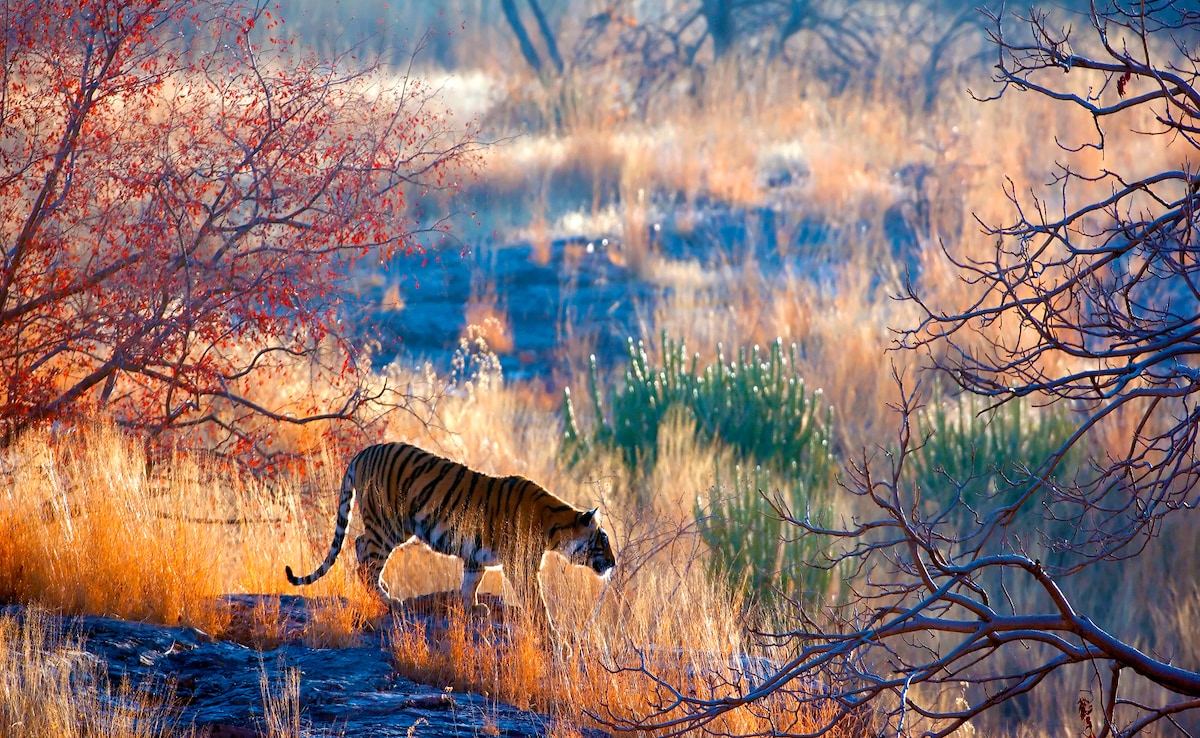 Всички знаят че Рантъмбор и Джим Корбет но известните тигрови