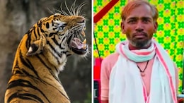 सवाई माधोपुर में एक और युवक की बाघ के हमले में मौत, रणथंभौर वन क्षेत्र में कटा मिला हाथ व शव