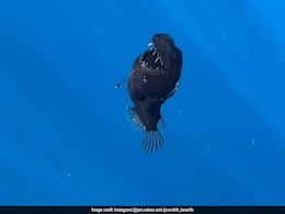 Video: Black Seadevil, A Rare Deep-Sea Fish, Spotted Swimming Near Ocean's Surface Video: Black Seadevil, A Rare Deep-Sea Fish, Spotted Swimming Near Ocean's Surface