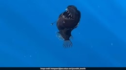 'Icarus Of The Deep': How A Dying Anglerfish Became A Social Media Sensation