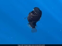 'Icarus Of The Deep': How A Dying Anglerfish Became A Social Media Sensation 'Icarus Of The Deep': How A Dying Anglerfish Became A Social Media Sensation