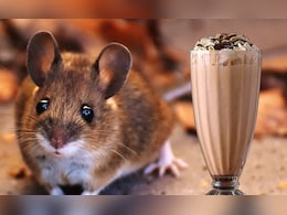 Pune Cafe : पुण्यातील प्रसिद्ध कॅफेमध्ये चॉकलेटच्या नावाखाली 'उंदीर शेक'ची डिलिव्हरी, विद्यार्थ्याची रुग्णालयात धाव!  Pune Cafe : पुण्यातील प्रसिद्ध कॅफेमध्ये चॉकलेटच्या नावाखाली 'उंदीर शेक'ची डिलिव्हरी, विद्यार्थ्याची रुग्णालयात धाव!