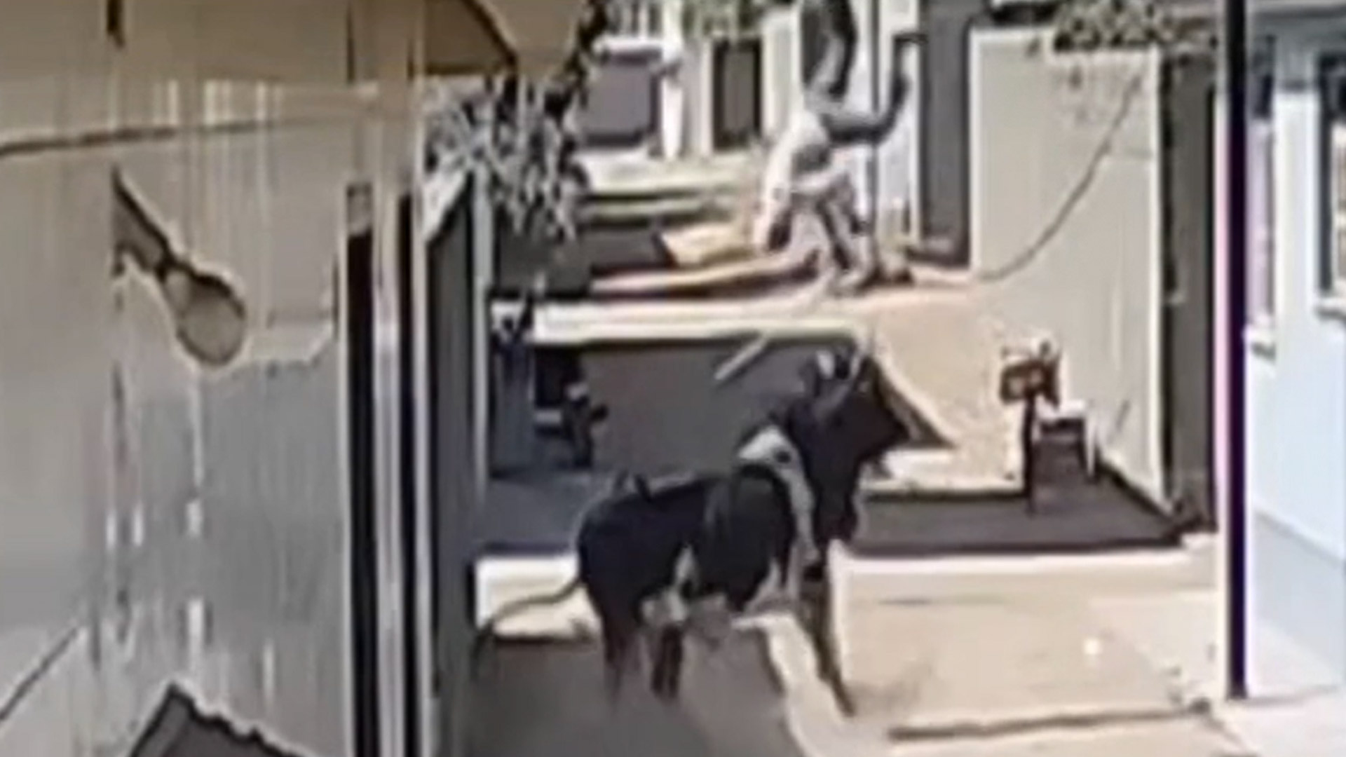 Video: Elderly Man Flung 7-Foot In Air By Bull In Gujarat