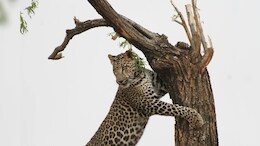 Leopard Attack : दहशत से कांप उठे लोग, छतरपुर में तेंदुए ने कई आदमी को बनाया शिकार