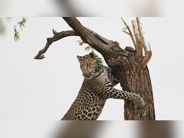 Leopard Attack : दहशत से कांप उठे लोग, छतरपुर में तेंदुए ने कई आदमी को बनाया शिकार