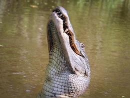 Alarming Crocodile Behaviour Shift Sparks Concern As Climate Change Takes Its Toll Alarming Crocodile Behaviour Shift Sparks Concern As Climate Change Takes Its Toll