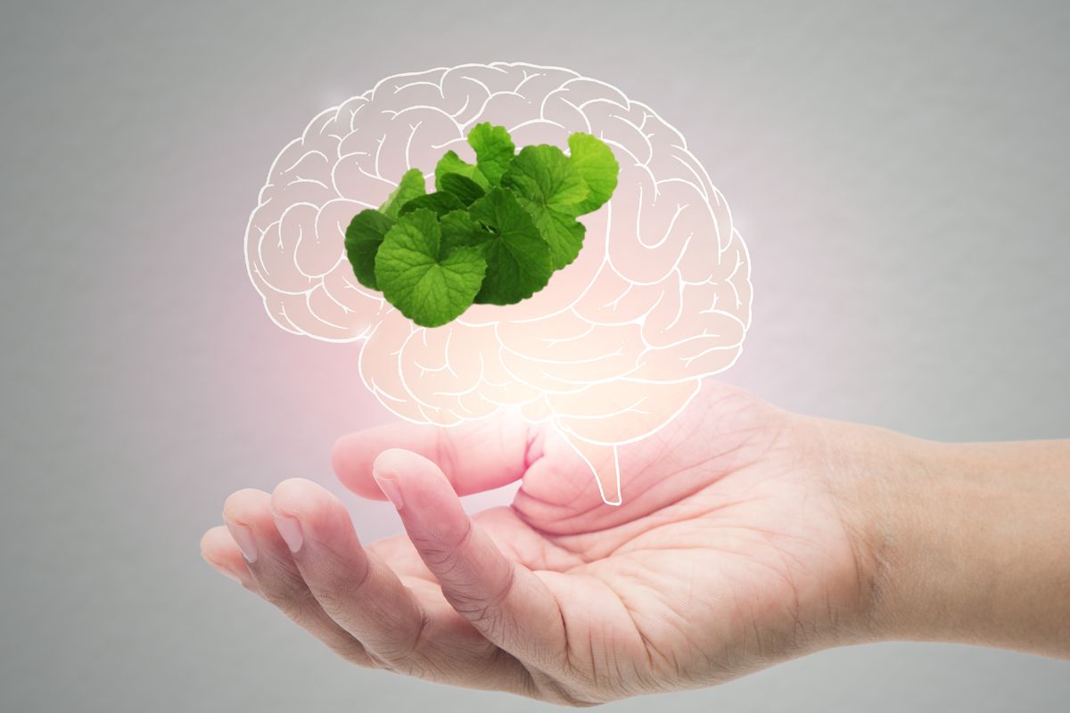 Nutritionist Shares How Brahmi Promotes Calmness, Emotional Balance, And Uplifts Mood