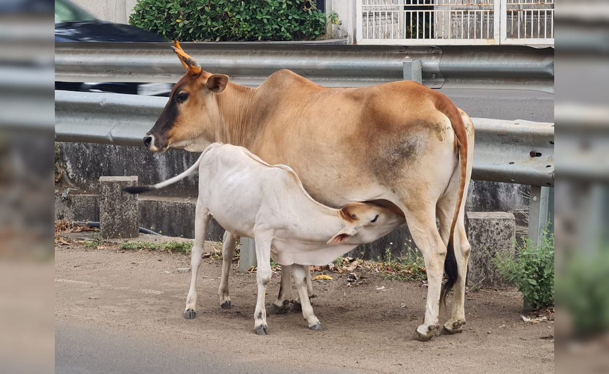 Double Allowance For Cows In Madhya Pradesh, But Why It Will Not Work
