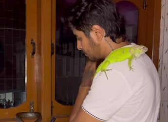 Watch: Viral Chai Making Video Features Special Appearance By Snake And Chameleon Watch: Viral Chai Making Video Features Special Appearance By Snake And Chameleon