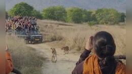 दो शावकों को जंगल की बारीकियां सिखाती दिखी PTR की फेमस बाघिन,&nbsp;अठखेलियां देख रोमांचित हुए पर्यटक