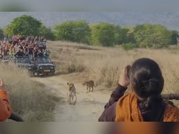 दो शावकों को जंगल की बारीकियां सिखाती दिखी PTR की फेमस बाघिन, अठखेलियां देख रोमांचित हुए पर्यटक दो शावकों को जंगल की बारीकियां सिखाती दिखी PTR की फेमस बाघिन, अठखेलियां देख रोमांचित हुए पर्यटक