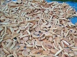 इन ब्रेड के टुकड़ों के बीच छिपी है एक बिल्ली? 5 सेकंड में अगर आपने ढूंढ लिया, तो कहलाएंगे चैंपियन इन ब्रेड के टुकड़ों के बीच छिपी है एक बिल्ली? 5 सेकंड में अगर आपने ढूंढ लिया, तो कहलाएंगे चैंपियन