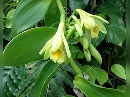 वनीला सिर्फ स्वाद बढ़ाने नहीं बल्कि सेहत के लिए भी है बेहद फायदेमंद, रिसर्च में किया गया दावा