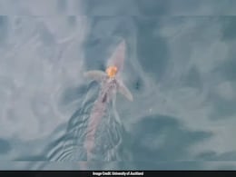 Octopus Caught Hitchhiking On Shark's Back In Viral Video: "Bro Got An Uber" Octopus Caught Hitchhiking On Shark's Back In Viral Video: "Bro Got An Uber"