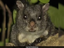 50 Indian Giant Flying Squirrels Found In Maharashtra Reserve 50 Indian Giant Flying Squirrels Found In Maharashtra Reserve