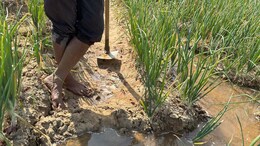 Sip By Sip, Water-Guzzling Crops Drain India's Groundwater