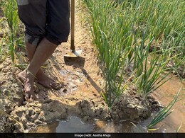 Sip By Sip, Water-Guzzling Crops Drain India's Groundwater