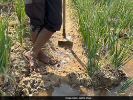 Amravati News : बँकांकडून दिरंगाई, 500 रुपयात सावकारी; शेतकऱ्यांच्या डोक्यावर 255 कोटी कर्जाचा बोजा