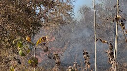 आग की लपटों से भभक रहा एशिया का ग्रीन बेल्ट! भालू, लोमड़ी, हिरण और अन्य जीव खतरे में, ये है कारण&nbsp;