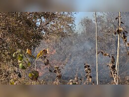 आग की लपटों से भभक रहा एशिया का ग्रीन बेल्ट! भालू, लोमड़ी, हिरण और अन्य जीव खतरे में, ये है कारण 