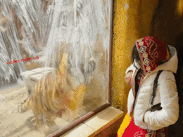 Dholi Meena: धौली मीणा पर बाघ ने अचानक किया अटैक ! डर के मारे लगी चीखने; वीडियो वायरल Dholi Meena: धौली मीणा पर बाघ ने अचानक किया अटैक ! डर के मारे लगी चीखने; वीडियो वायरल
