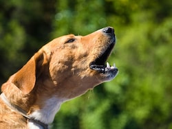 Days After Top Court Order, 5-Year-Old Attacked By 3 Stray Dogs In Udaipur