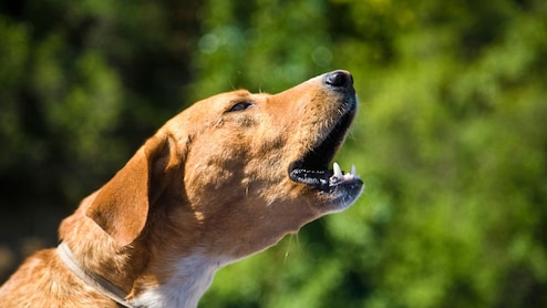 Days After Top Court Order, 5-Year-Old Attacked By 3 Stray Dogs In Udaipur