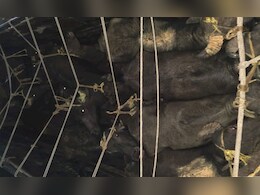 पुलिस ने पशु तस्करों को गिरफ्तार कर दो ट्रकों से बरामद किए 60 मवेशी, एमपी से ले जा रहे थे उत्तर प्रदेश