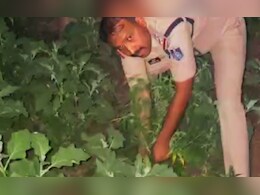 बैगन की फसल के बीच छुपा रखे थे गांजे के पौधे, बेड़िया पुलिस ने की बड़ी कार्रवाई बैगन की फसल के बीच छुपा रखे थे गांजे के पौधे, बेड़िया पुलिस ने की बड़ी कार्रवाई