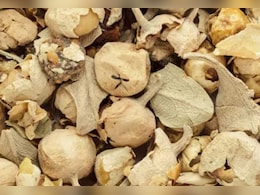 डायबिटीज के हैं मरीज तो आज से ही करने लगें इस फूल का सेवन, कंट्रोल रहेगा ब्लड शुगर डायबिटीज के हैं मरीज तो आज से ही करने लगें इस फूल का सेवन, कंट्रोल रहेगा ब्लड शुगर