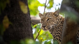 Leopard Run Over By Speeding Vehicle In Pilibhit Tiger Reserve