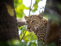 Leopard Run Over By Speeding Vehicle In Pilibhit Tiger Reserve