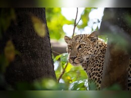 Rajasthan: अजमेर में शुरू हुआ लेपर्ड सफ़ारी बनने काम, स्थानीय लोगों को होगा फायदा, देश-विदेश से आएंगे पर्यटक