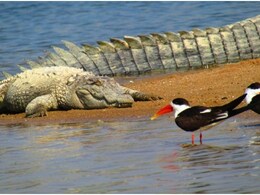 इंडियन स्कीमर पक्षियों के झुंड से चंबल हो रही गुलजार, प्रजनन काल का चल रहा समय, जून में करेंगे पलायन
