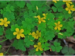 दवाइयों का मोटा खर्च बचा सकते हैं इस पौधे के पत्ते, माइग्रेन-बवासीर समेत इन बीमारियों में फायदेमंद