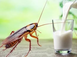 Cockroach Milk: गाय, भैंस या ऊंटनी नहीं बल्कि इस कीड़े के दूध में है गजब की ताकत, पीते ही बन जाओगे 'बाहुबली'! Cockroach Milk: गाय, भैंस या ऊंटनी नहीं बल्कि इस कीड़े के दूध में है गजब की ताकत, पीते ही बन जाओगे 'बाहुबली'!