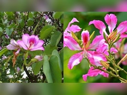 प्रकृति का अनोखा खजाना ‘कचनार’, बीमारियों से लड़ने में कारगर, जानें कैसे है फायदेमंद प्रकृति का अनोखा खजाना ‘कचनार’, बीमारियों से लड़ने में कारगर, जानें कैसे है फायदेमंद