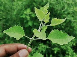 औषधीय गुणों से भरपूर है ये पौधा, इन समस्याओं को अग्नि की तरह करता है भस्म