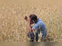 Heavy damage:फसल काटकर खेतों में रखे थे किसान, बिन मौसम बारिश से हुआ भारी नुकसान, अफसर बोले... 